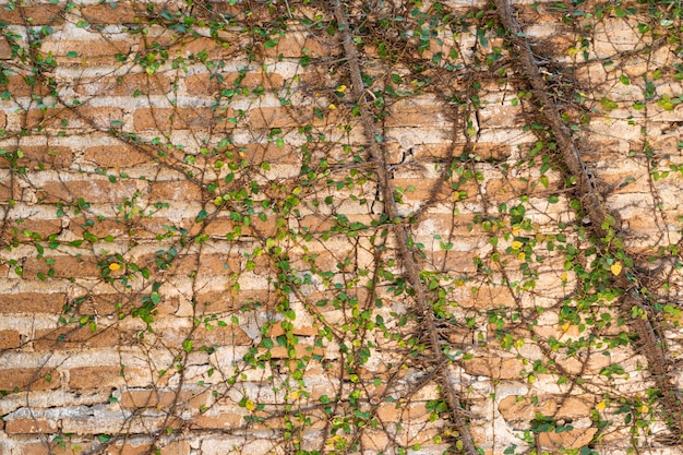 Old orange stone wall covered with vine branches.