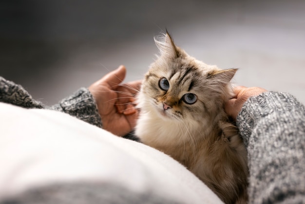 Foto vecchio proprietario che accarezza l'angolo alto del gatto