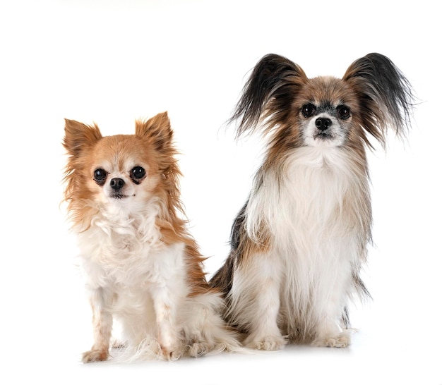 Old papillon dog and chihuahua in studio