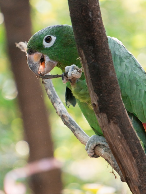 古いインコ