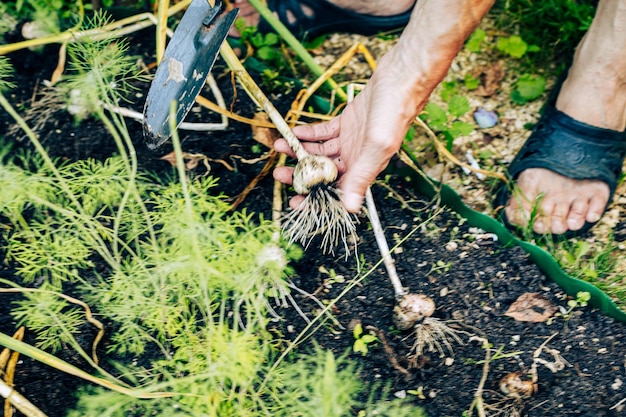 Old person digging garlic out from garden ground