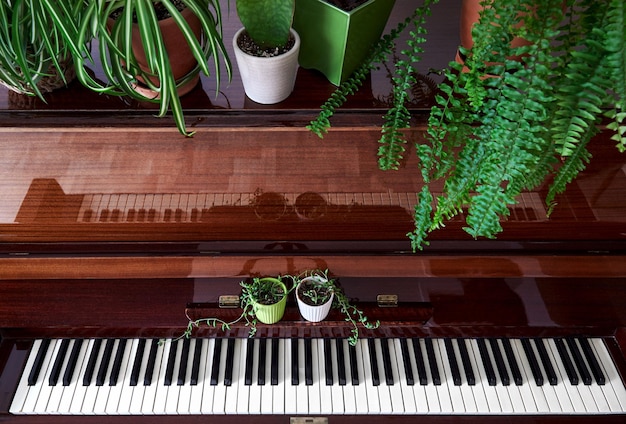 Vecchio pianoforte con piante in vaso