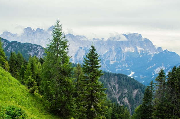 Old pine trees on a background of alpine mountains