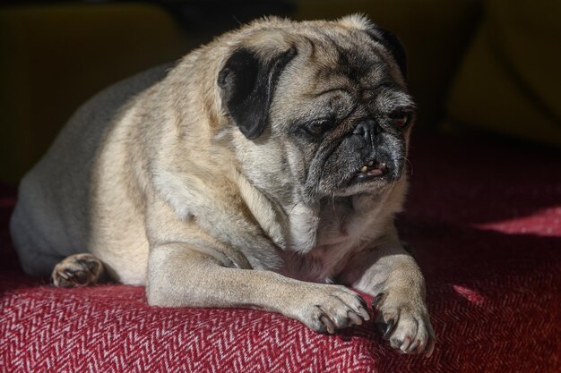 Photo old pug lying on the sofa a ray of sunshine 10