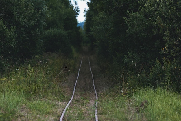 Old railroad tracks in the endless forest mysterious mining railroad