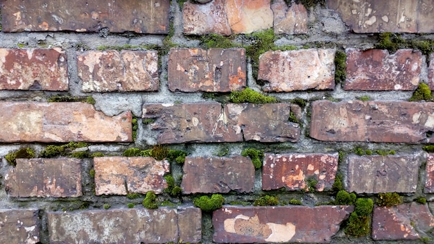 Old red brick wall. Moss texture. Demage bricks.