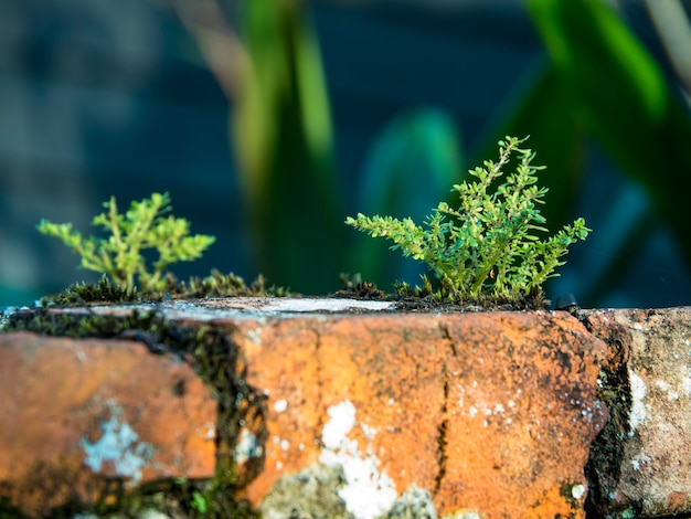 植物が生えている古い赤い損傷した壁。