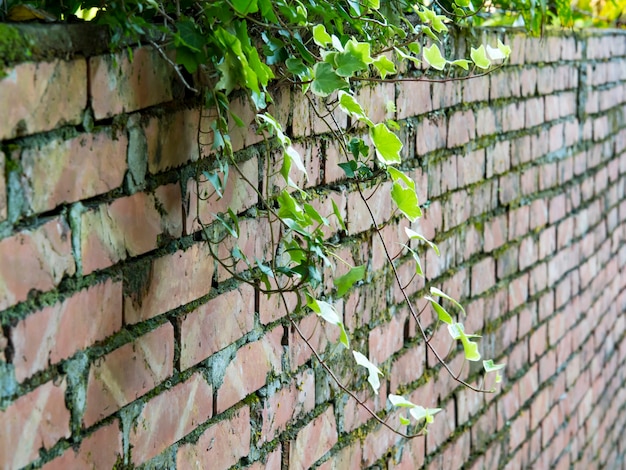 植物が生えている古い赤い損傷した壁。