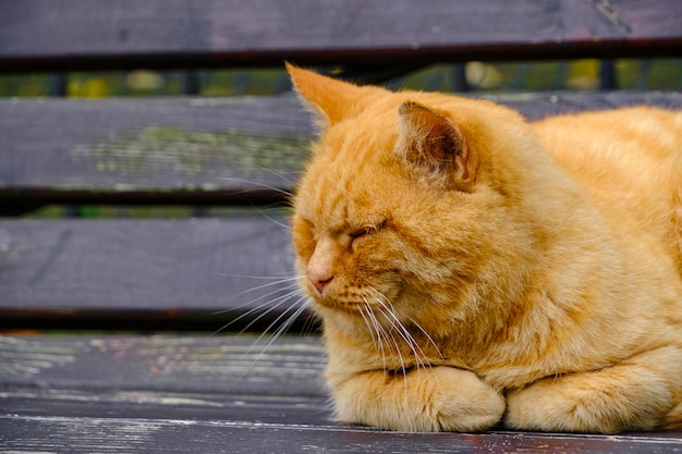 木製のベンチで寝ている古い赤毛の猫