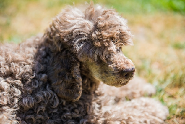 Old red poodle dog portrait close up on summer nature.