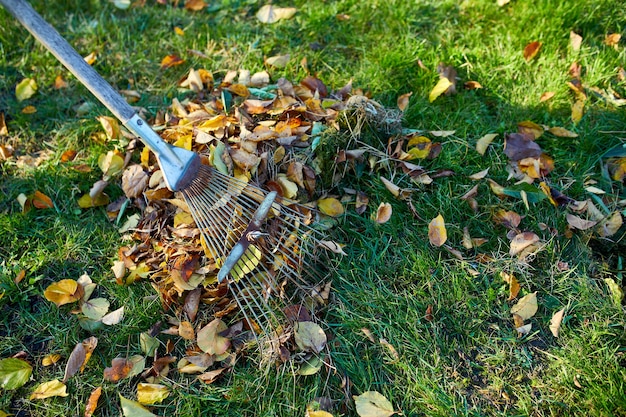 Old red rake in a pile of fall maple leaves, Raking autumn leaves on grass lawn, copy space.