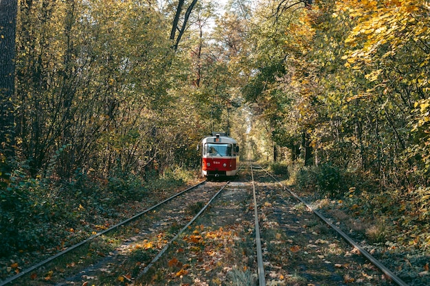 Old red tram in the autumn forest