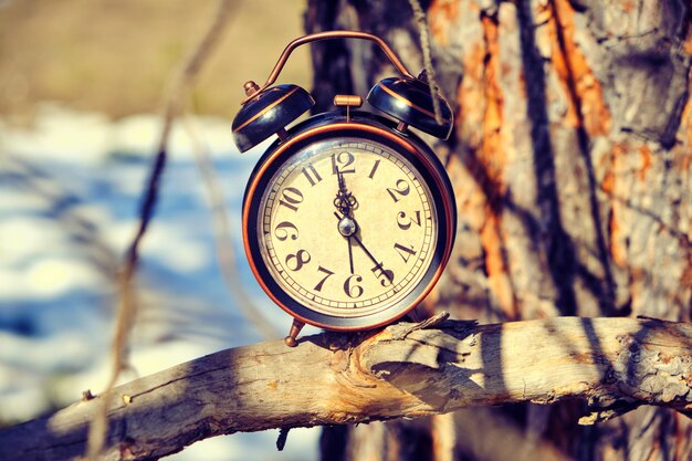 Old retro alarm clock in the forest on a branch on a bright, warm spring day.