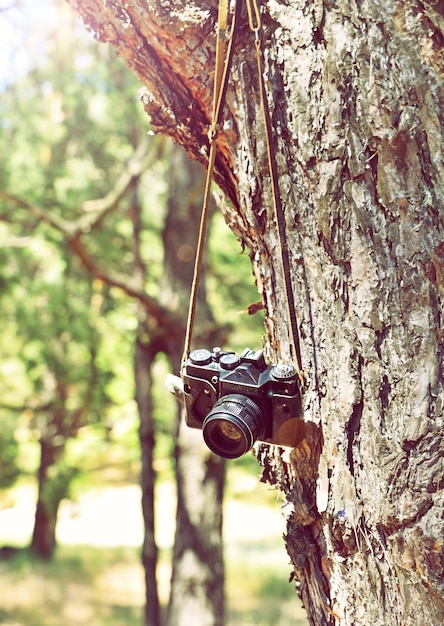 木にぶら下がっている古いレトロフィルムカメラ
