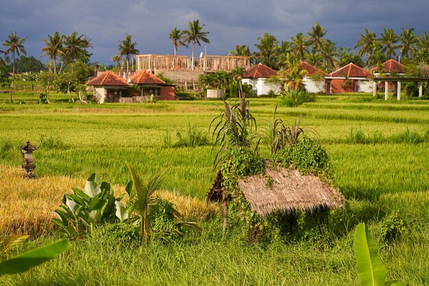 Foto una vecchia capanna di paglia frastagliata di operai agricoli si trova in un campo di riso sull'isola di bali panoramica dello straordinario paesaggio delle terrazze di riso asiatiche