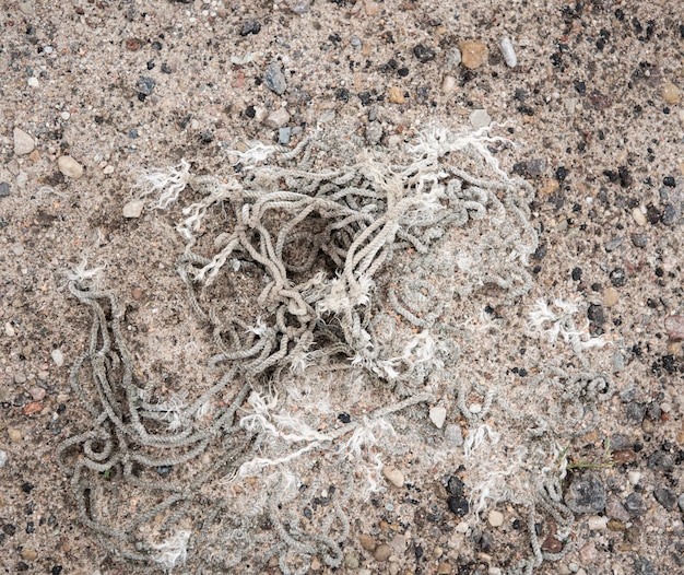 Old rope on the sand at the beach