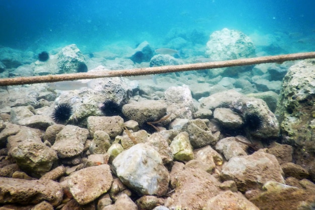 カリブ海の水中からの古いロープの眺め