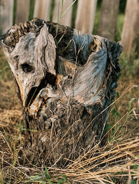 An old rotten stump Forestry