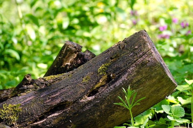 Old rotten tree stump in the forest with moss