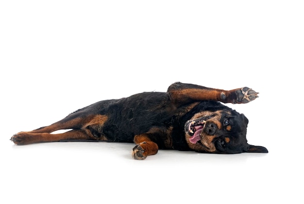 Photo old rottweiler in studio