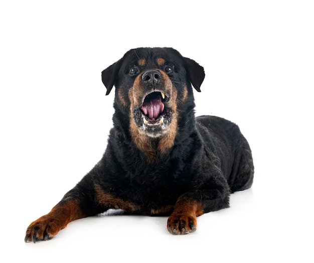 Old rottweiler in studio