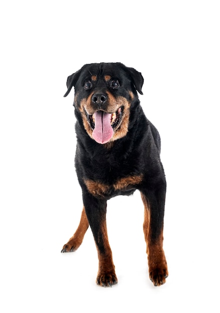 Old rottweiler in studio