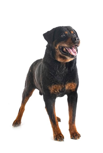 Old rottweiler in studio