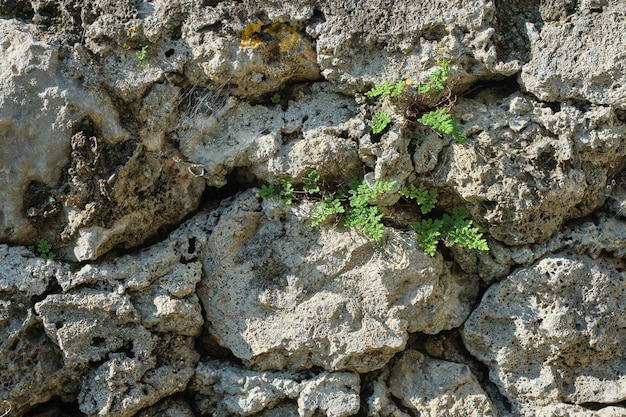 背景やテクスチャのためのコケや植物のアイデアが生い茂った若い野生の石シダの葉を持つ古い荒い石垣の石積み