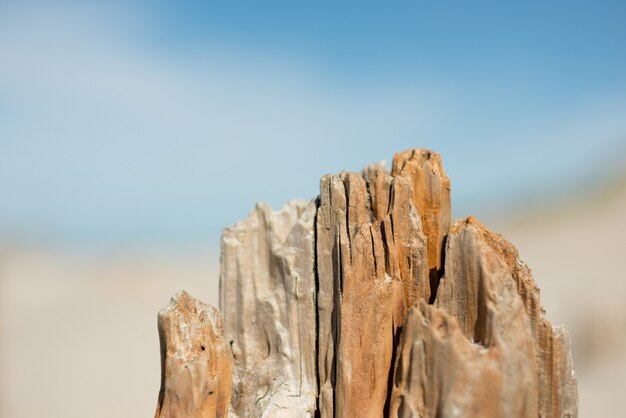 Old rough timbers jabbed in the sand and the sea in the blurred scene