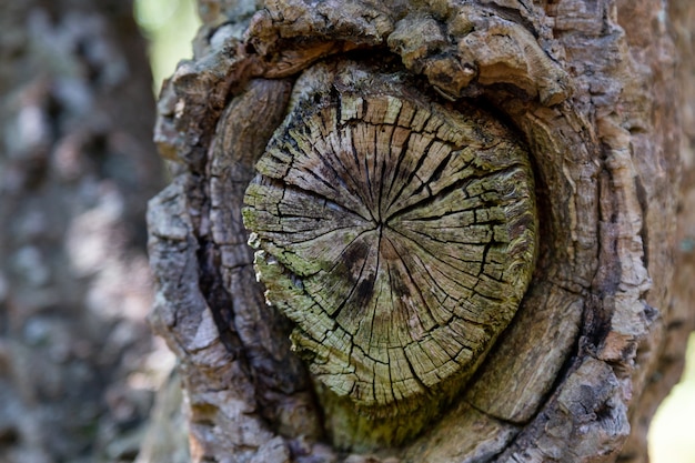 Old round cut down branch on a tree