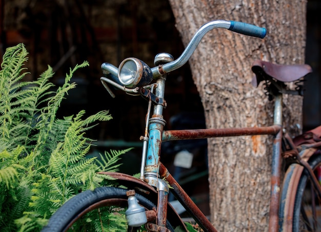 Old rusty bicycle near the fern bush.