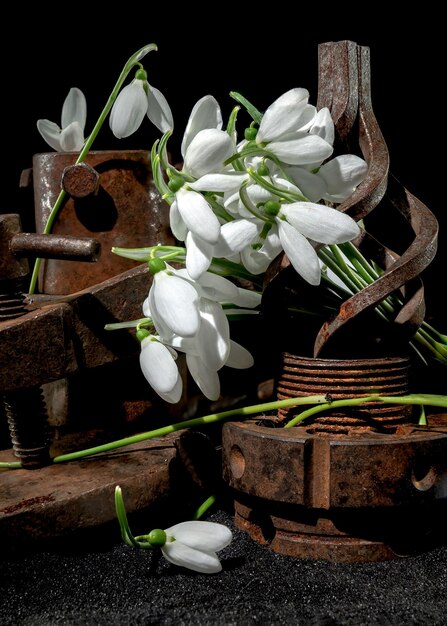 Photo old rusty metal tool and white snowdrops on a black background