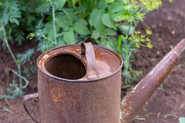 An old rusty metal watering can is in the garden