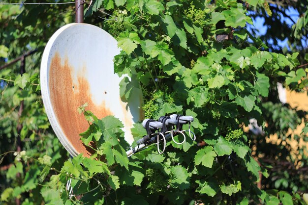 old rusty parabolic antenna overgrown with plants