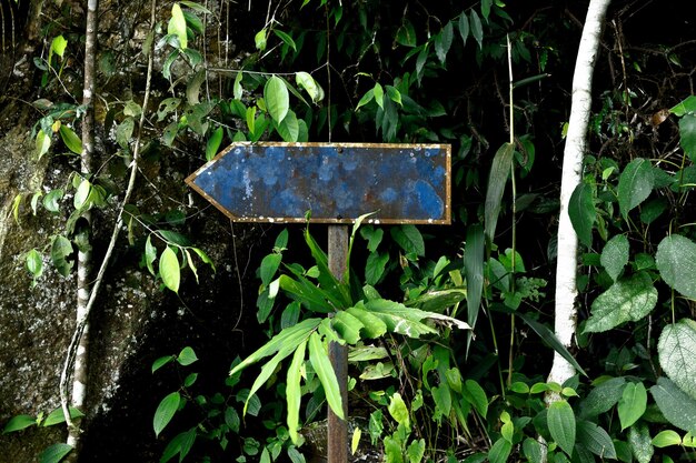 Photo old rusty signpost in rainforest