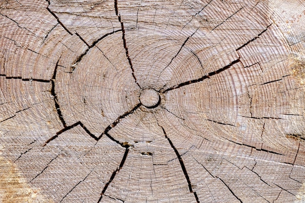 Old sawedoff tree trunk in forest with cracks