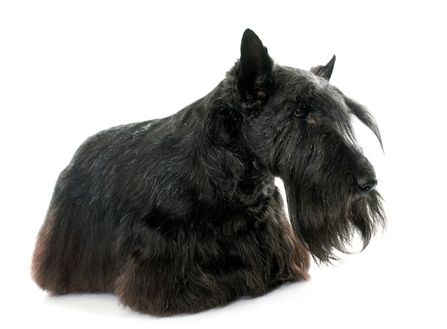 old scottish terrier