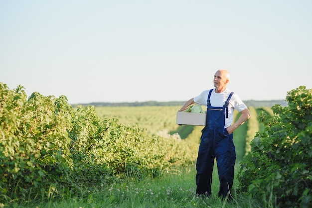 Old senior farmer with white beard