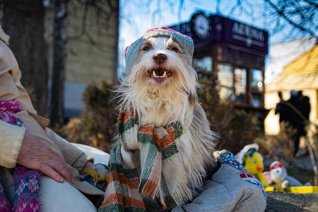 An old shaggy circus dog in a hat and scarf sits on the street on a midnight winter day