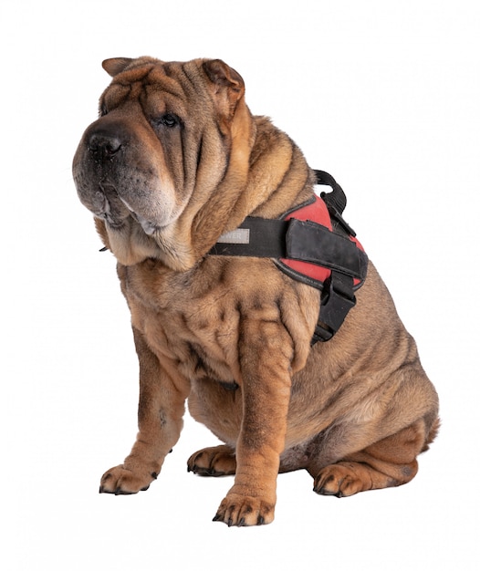 Old Shar-Pei isolated with harness