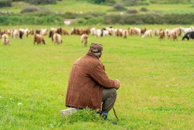 Foto vecchio pastore che guarda il suo gregge