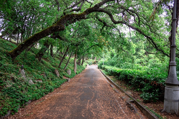 針葉樹公園の古い歩道。古いコンクリートスラブ。