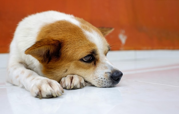 ドアで所有者を待っている古い小さな笛と茶色の犬