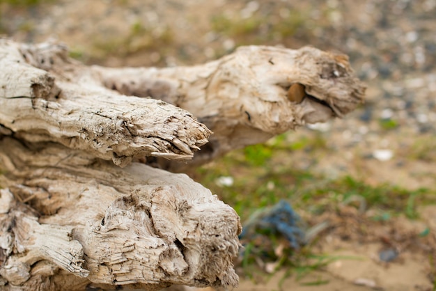 Old snag, lying on the grass by the sea.