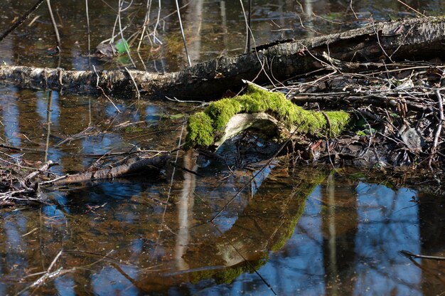 An old snag overgrown with moss and its reflection April