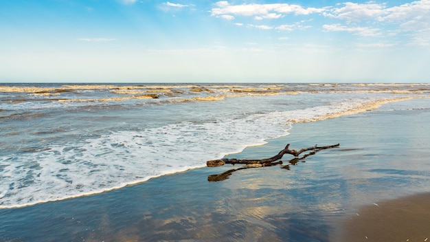 Old snag on the sea shore