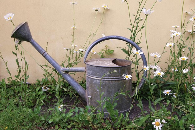 Photo old sprinkling can between daisies