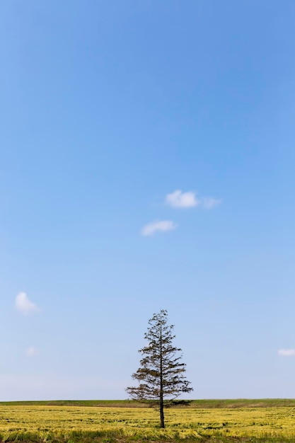 An old spruce in the field