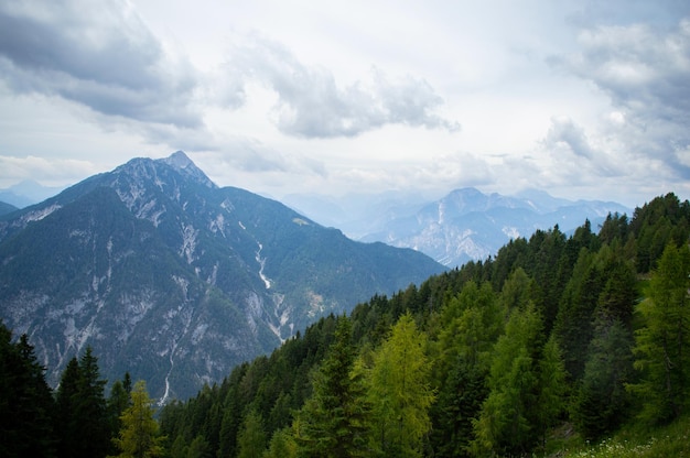 Old spruce on the mountainside