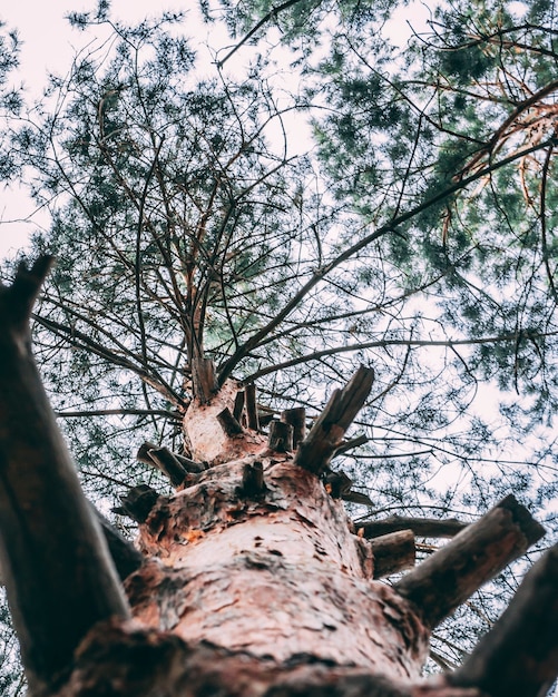 Old spruce tree, with many cut off branches